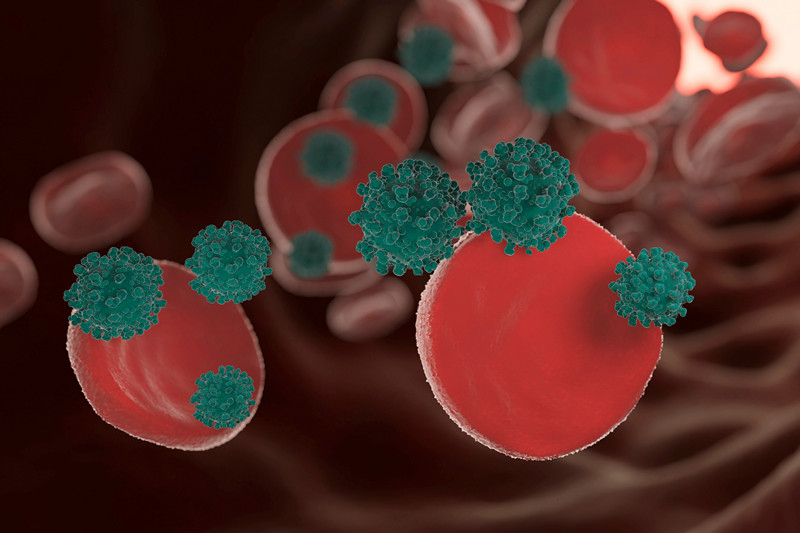 Эритема по типу «бабочки»